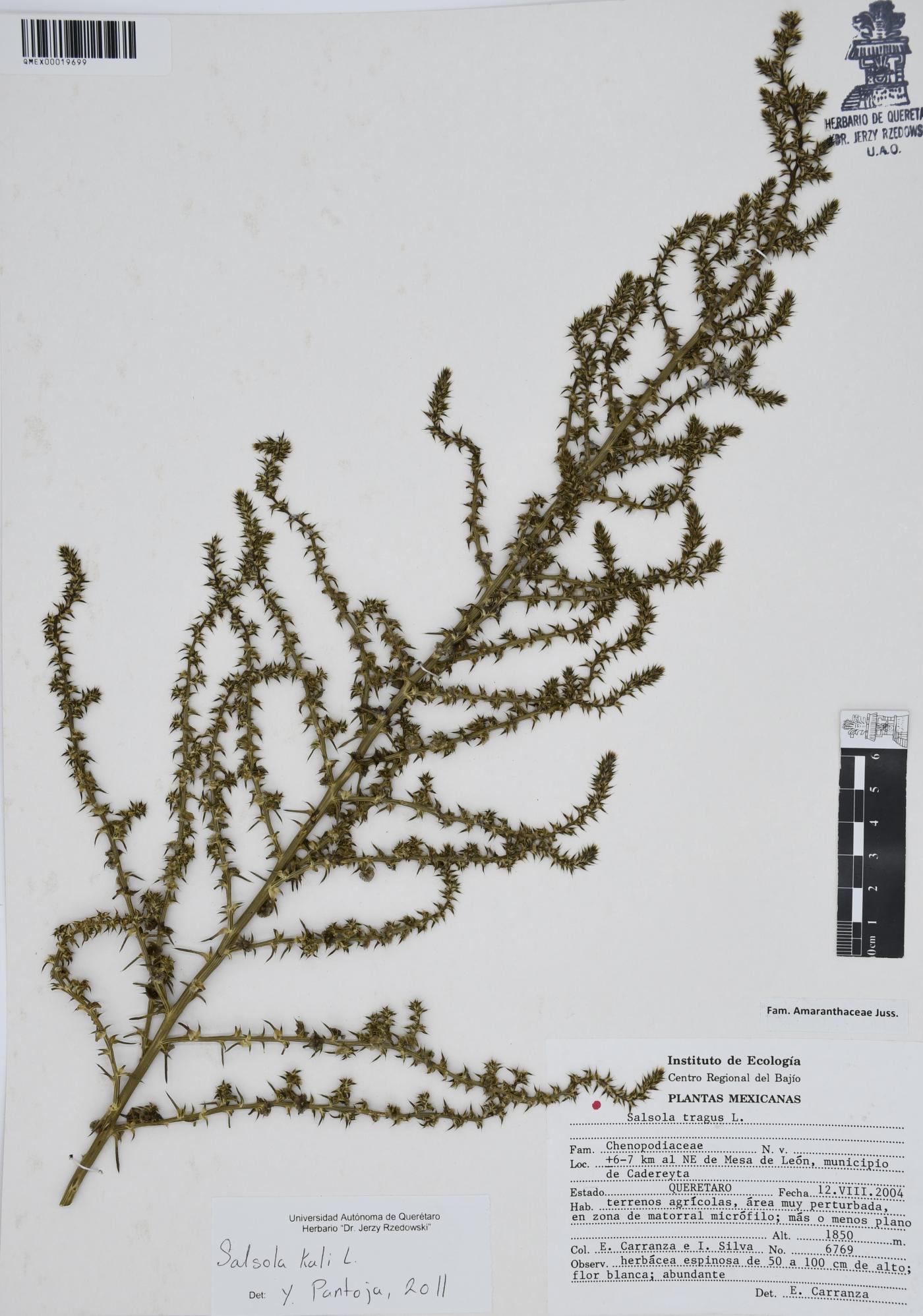 Salsola kali image